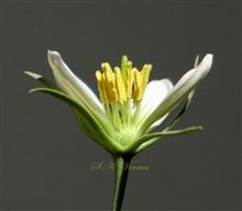  Flower with one sepal and 2 petals removed